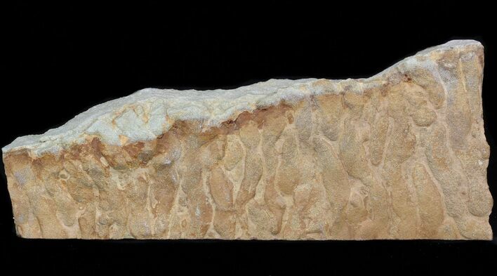Pennsylvanian, Fossil Microbial Mat - Oklahoma #41115
